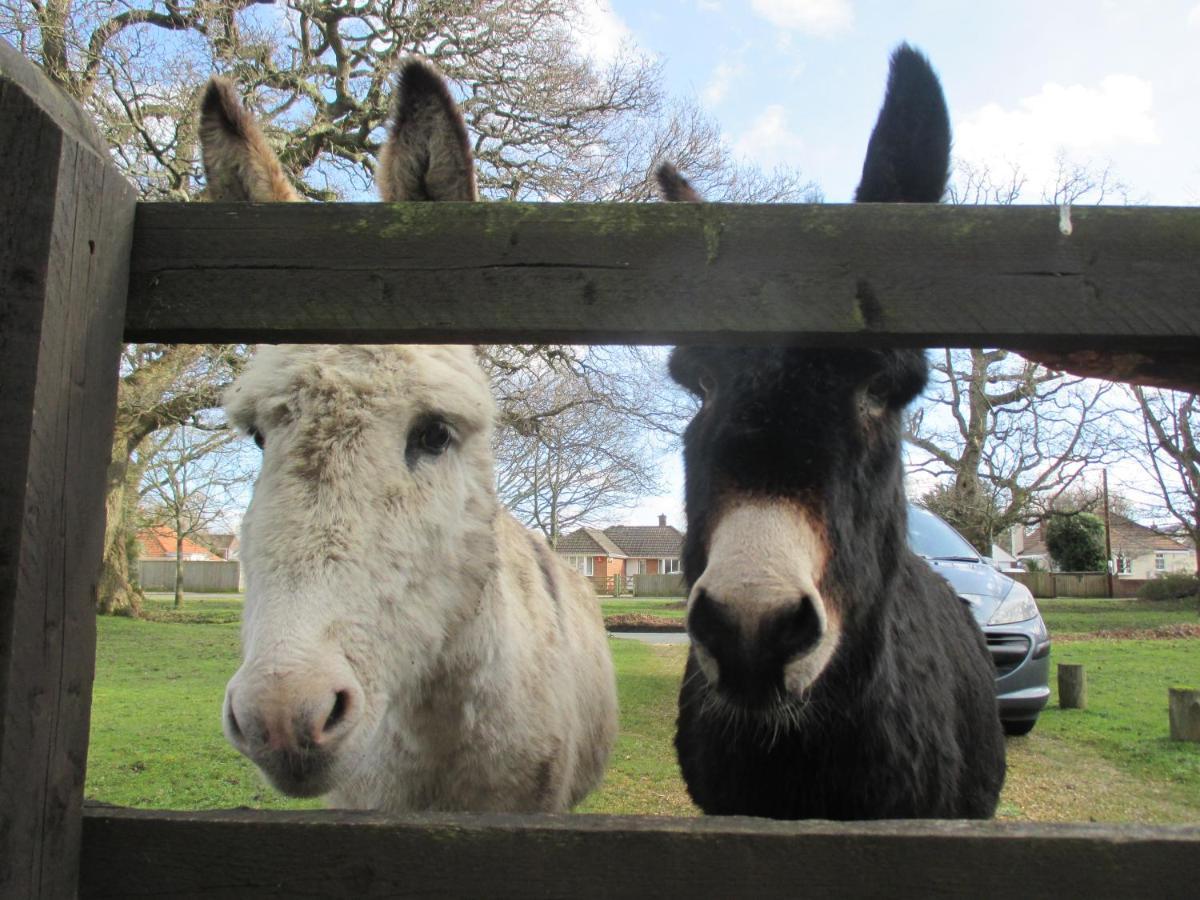 Hops Main House, Brockenhurst, New Forest Villa ภายนอก รูปภาพ